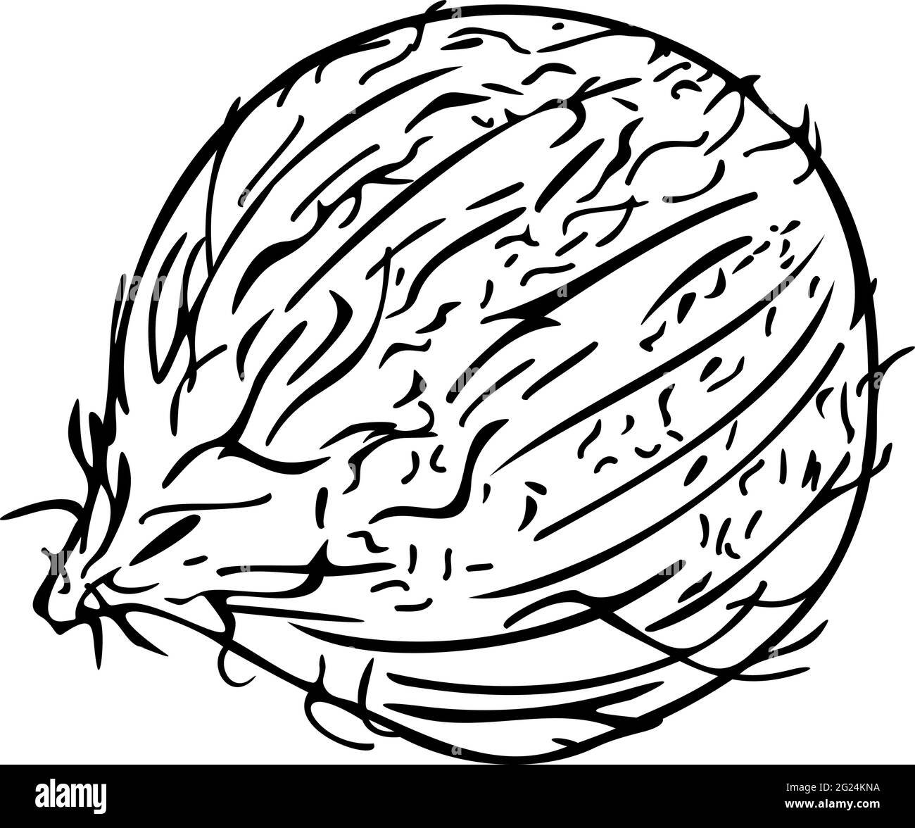 Illustration vectorielle de la noix de coco. Design pour livre de