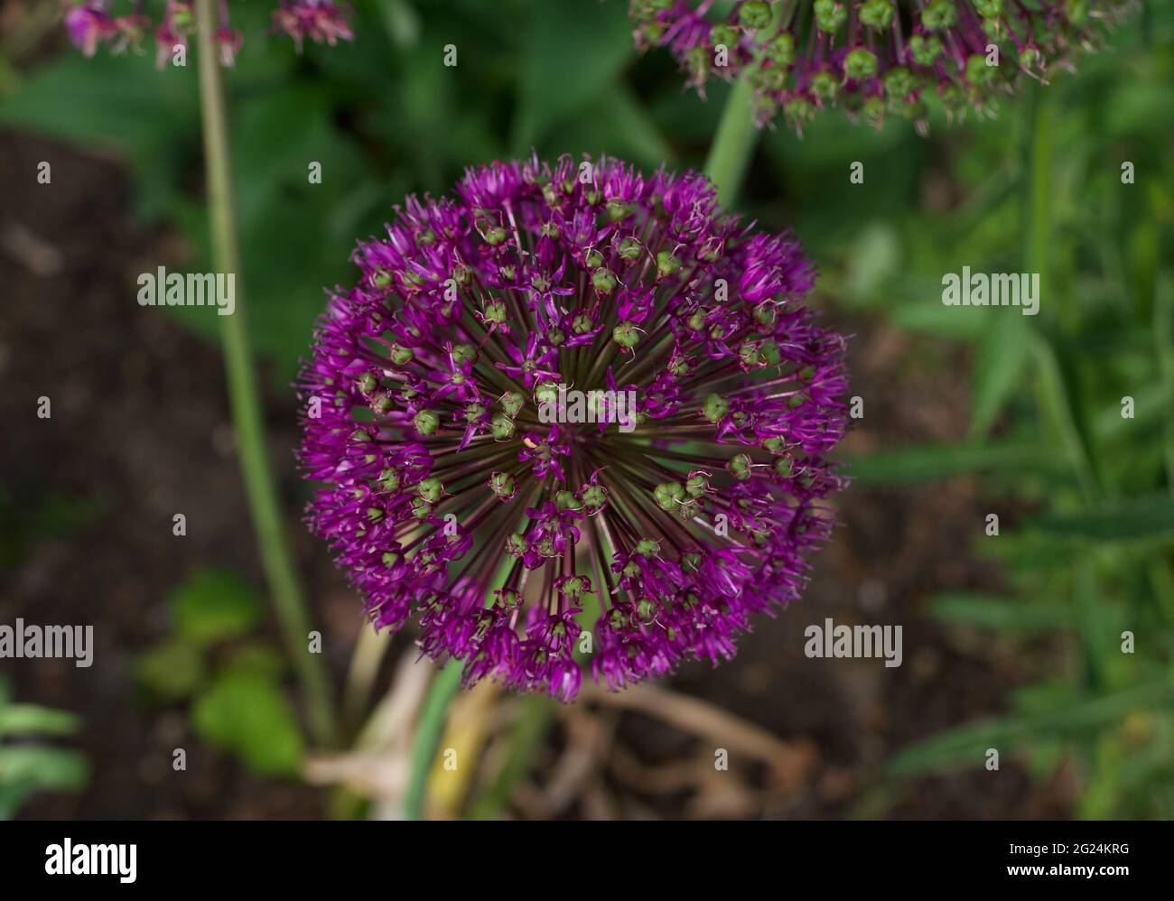 Belle fleur d'allium violet profond et feuillage dans le cadre du jardin Banque D'Images