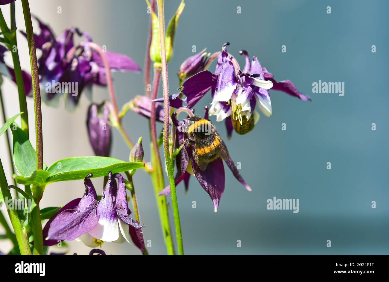 Bumblebee s'installe sur une fleur Aquilegia vulgaris dans un jardin de Brighton Sussex Angleterre Royaume-Uni Photographie prise par Simon Dack Banque D'Images