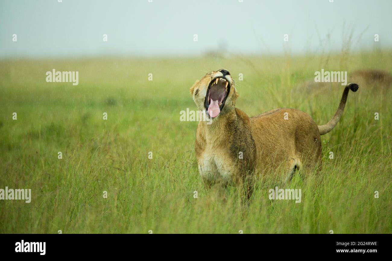 La lionne dans le Maasai Mara, Kenya. En tant que prédateur du sommet dans la savane africaine, les lions se déplacent dans des groupes nommés prides à travers le système écologique de Mara. Banque D'Images