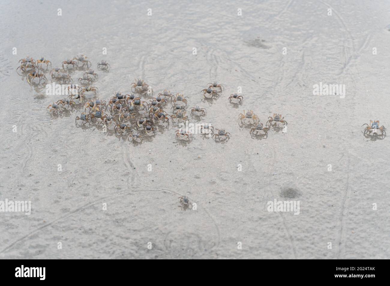 Un groupe de crabe fantôme sur le côté de la plage. Banque D'Images