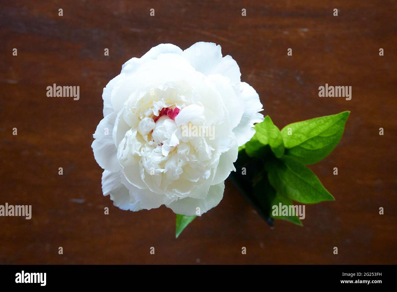Fleur de pivoine blanche dans un vase sur une table en bois. Banque D'Images