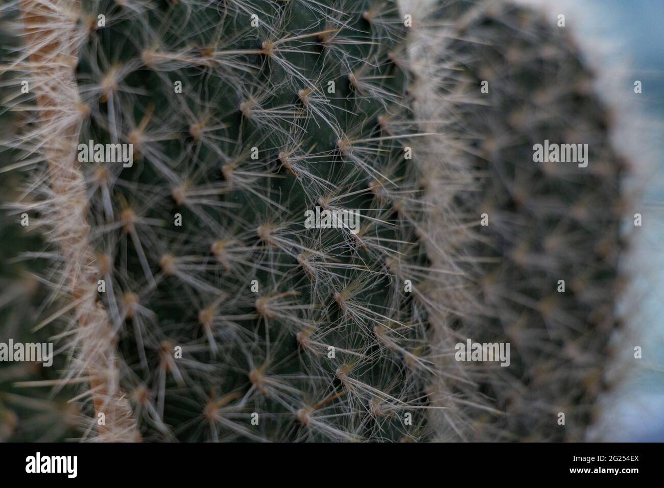 Une photo en gros plan d'un petit cactus de mamelon. Banque D'Images