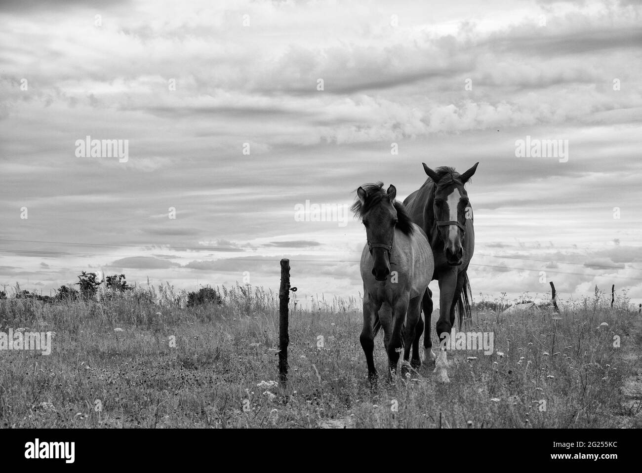 Deux chevaux debout dans un champ, Pologne Banque D'Images