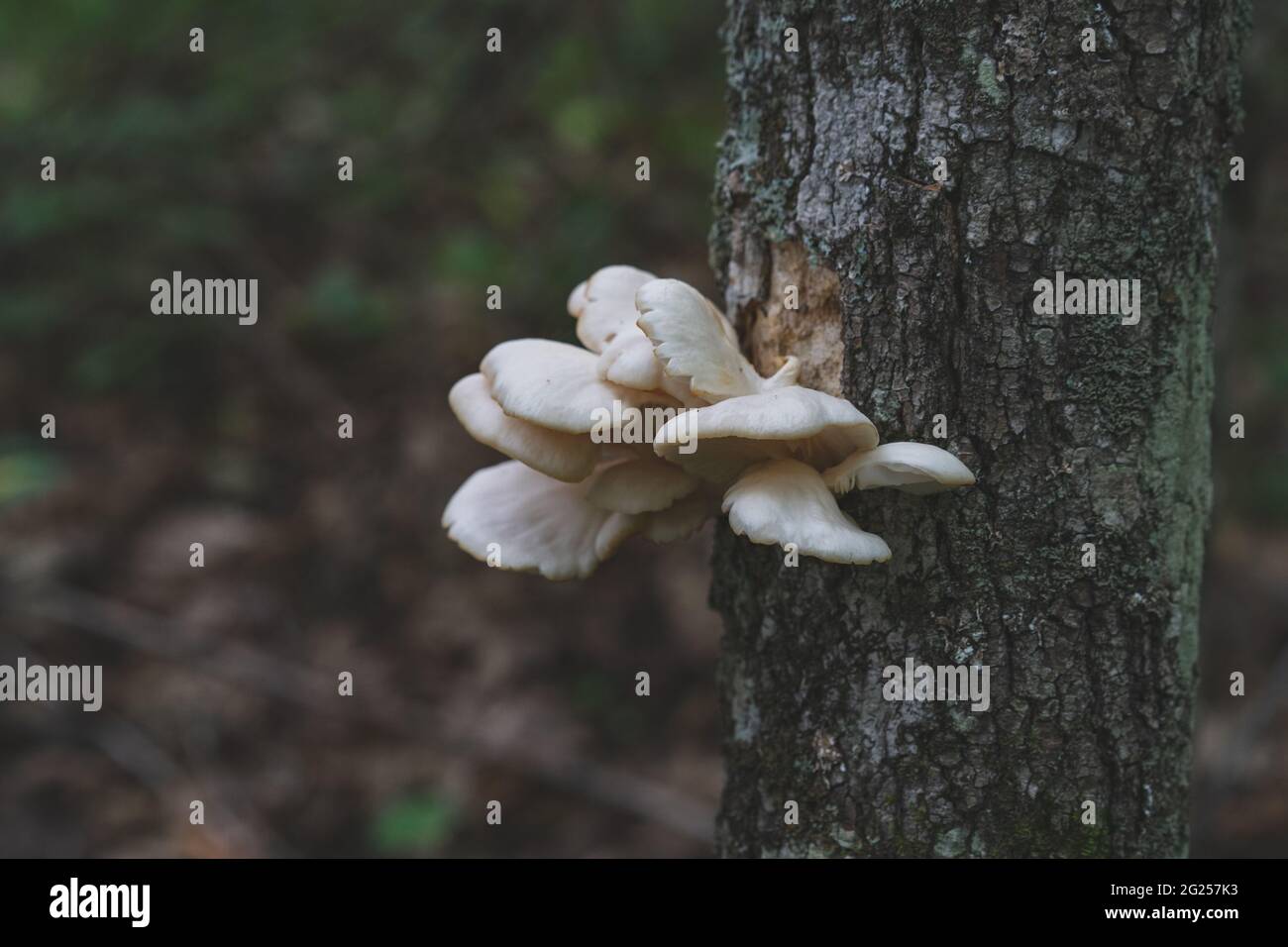 Champignon de la calotte champignons de l'huître comestibles poussant sur un arbre dans le Michigan aux États-Unis Banque D'Images