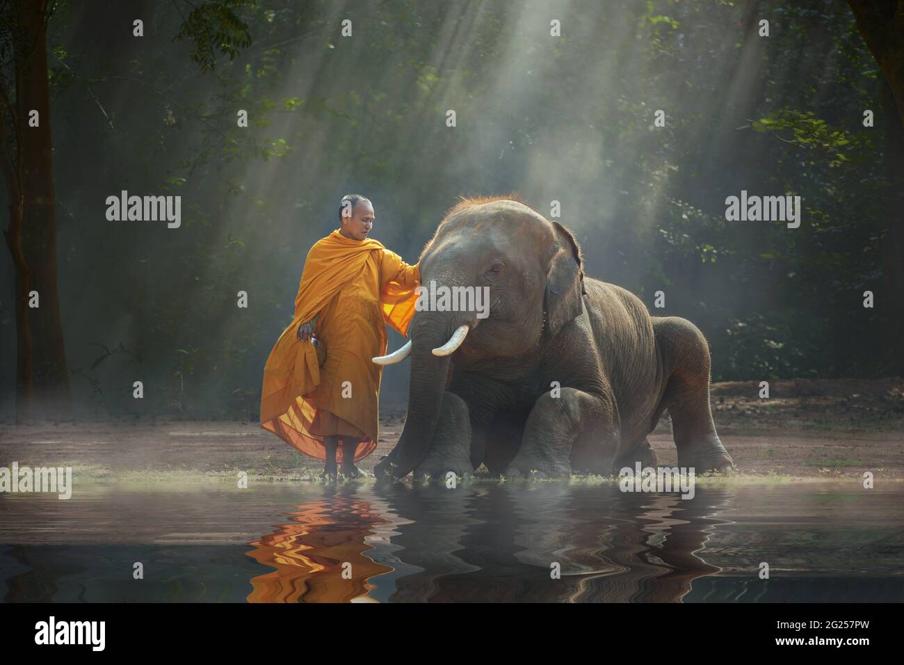 Monk a caressé un éléphant dans la forêt au lever du soleil, en Thaïlande Banque D'Images