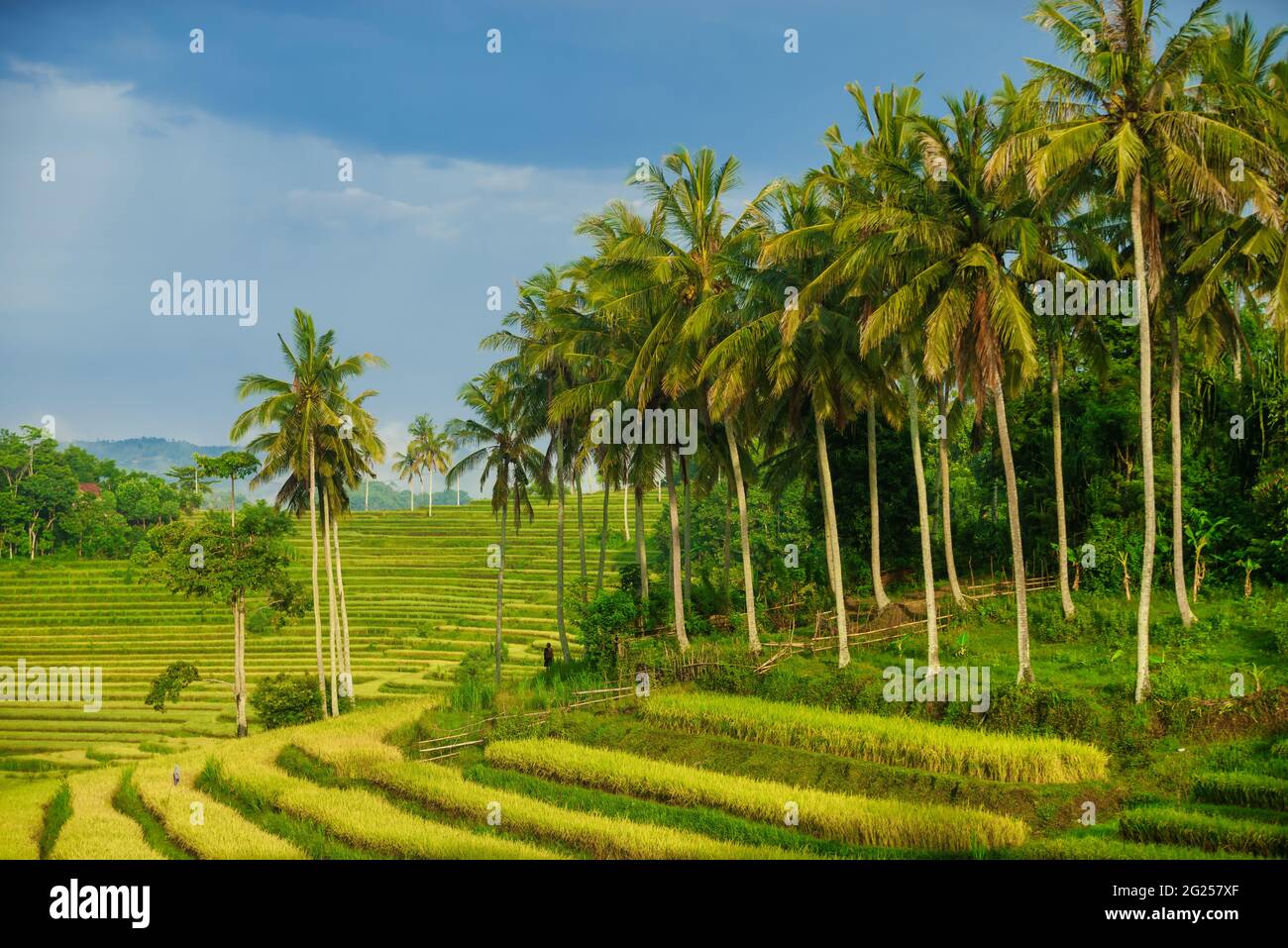 Palmiers poussant par rizières, Mandalika, Lombok, Indonésie Banque D'Images