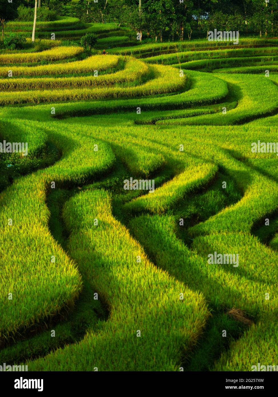 Gros plan des rizières en terrasse, Mandalika, Lombok, Indonésie Banque D'Images