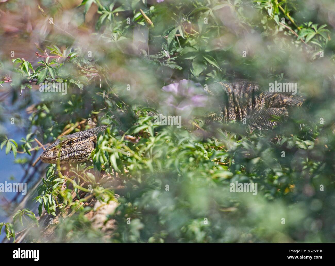 Le lézard de surveillance du Nil varanus niloticus se cachant sur le bord de la terre humide de rive de rivière dans les roseaux d'herbe Banque D'Images