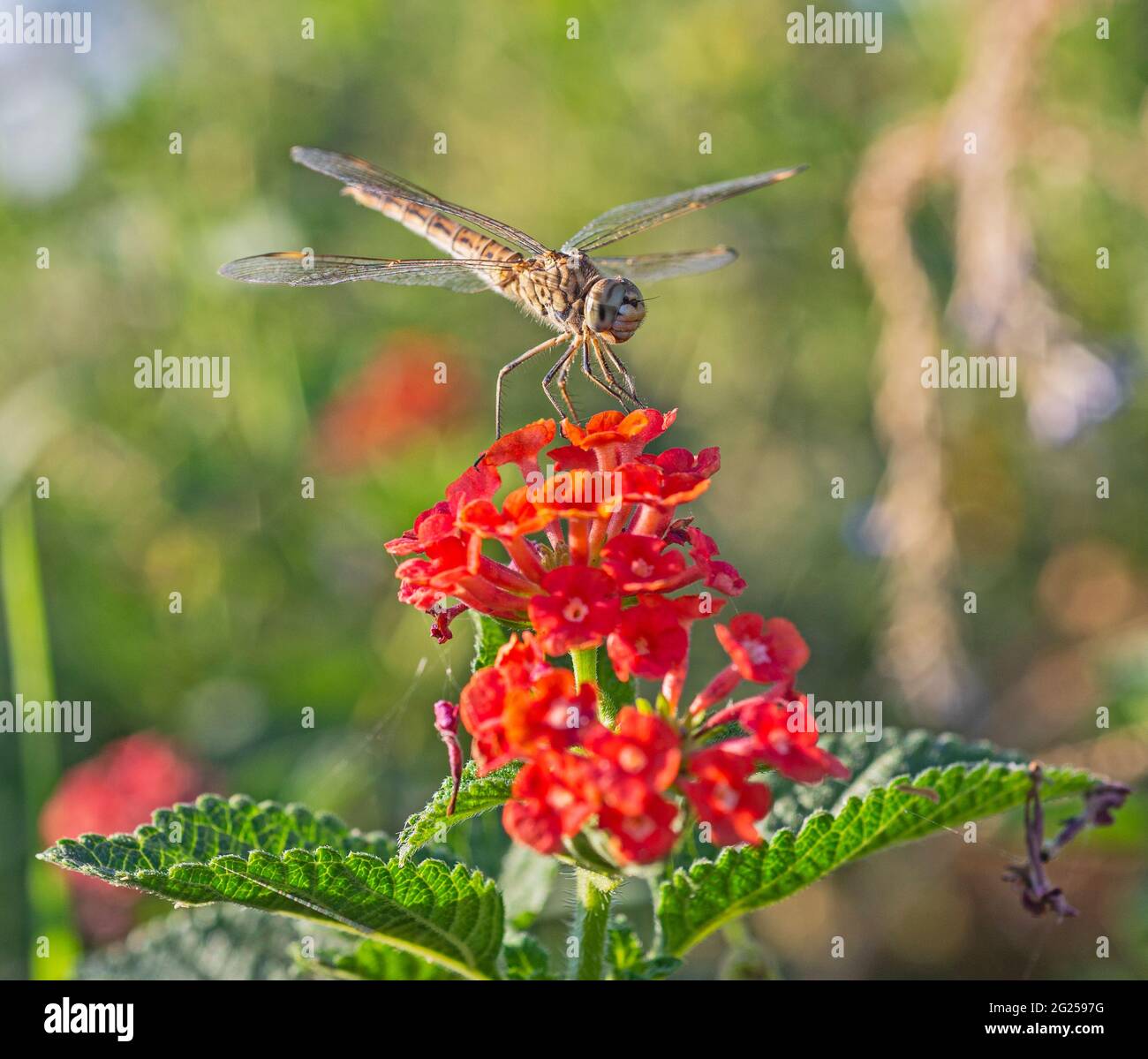 Gros plan macro détail de la libellule errante Pantala flavescens sur la lantana rouge rose fleur dans le jardin Banque D'Images