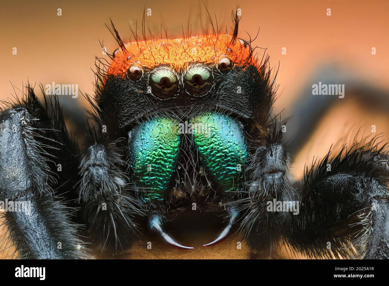 Close-up d'une araignée sauteuse sur une feuille, l'Indonésie Banque D'Images
