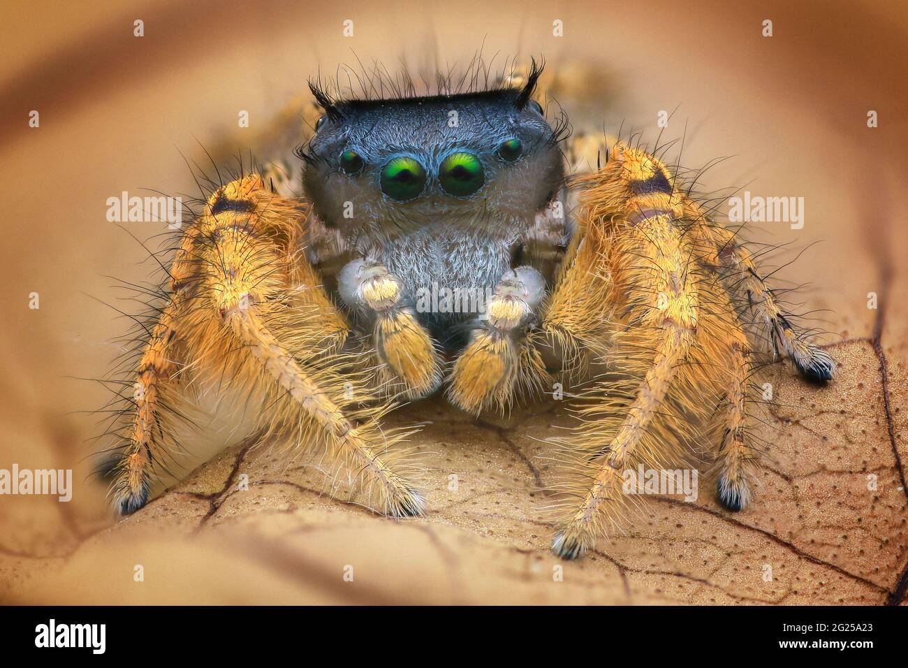 Close-up d'une araignée sauteuse sur une feuille, l'Indonésie Banque D'Images