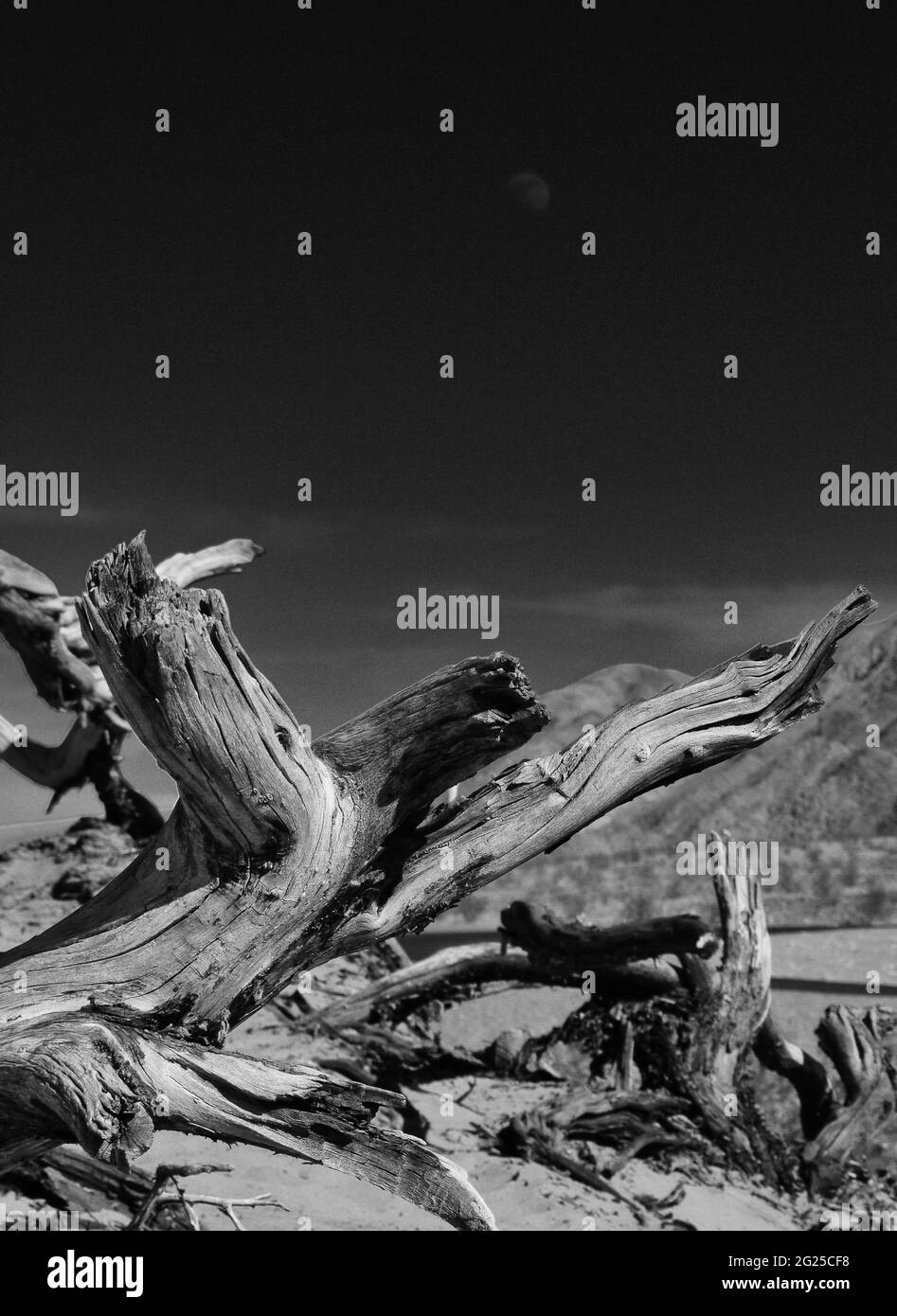 Zabriskie point, Vallée de la mort, souche d'arbre monochrome Banque D'Images