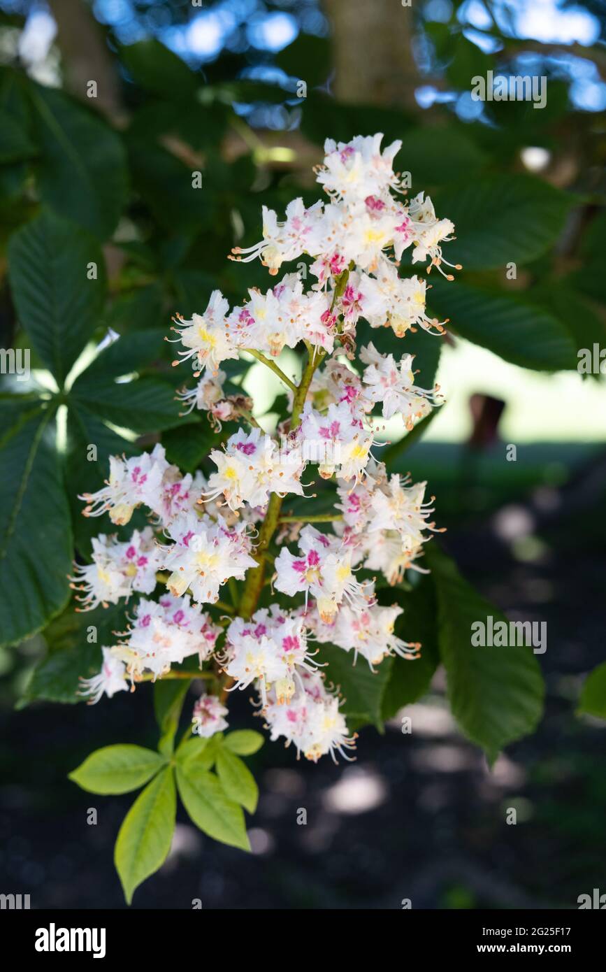 Fleur de châtaignier, Aesculus hippocastanum vu en mai, Angleterre Royaume-Uni Banque D'Images