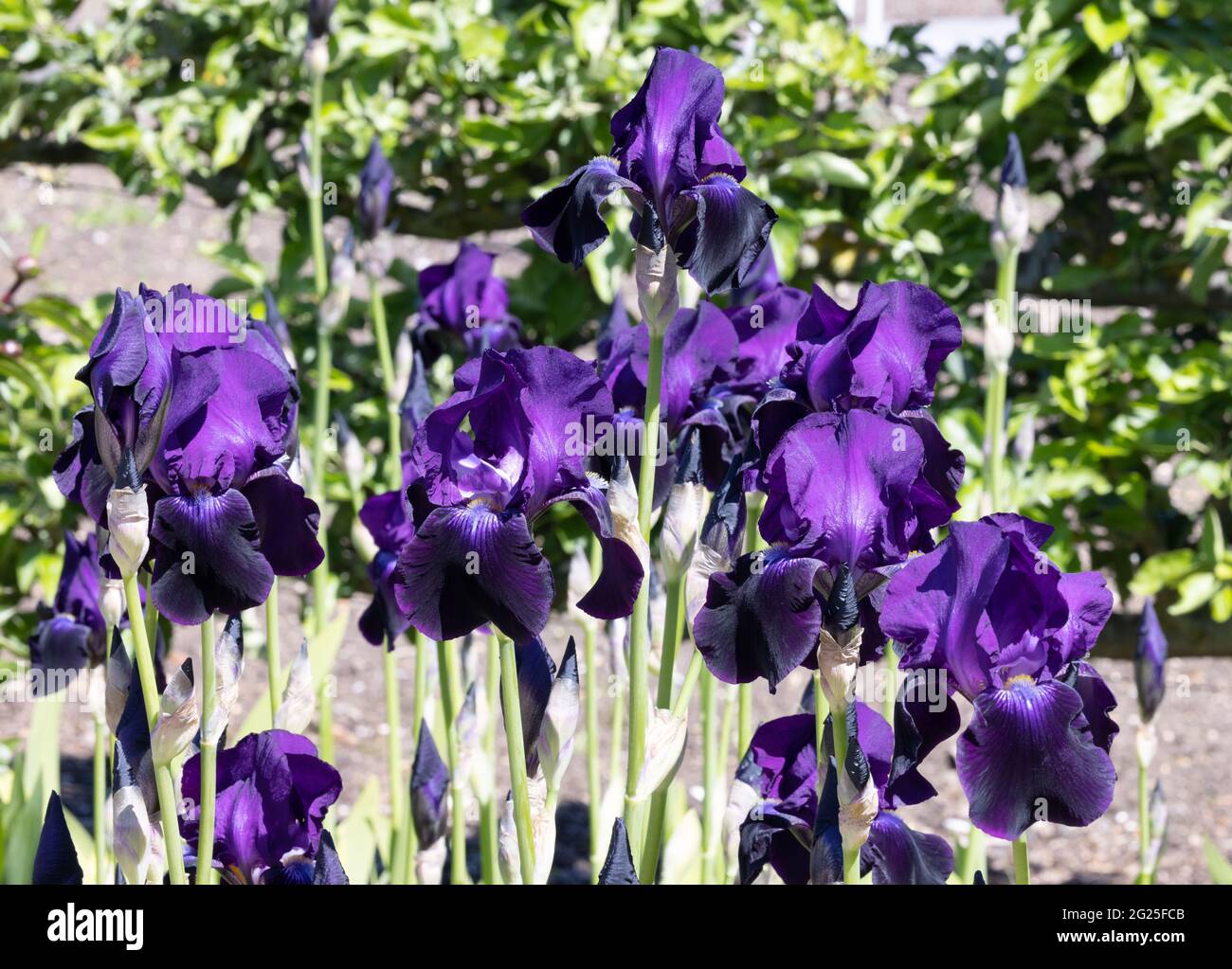 Iris sable Night, une fleur de l'iris violet au printemps, Royaume-Uni Banque D'Images