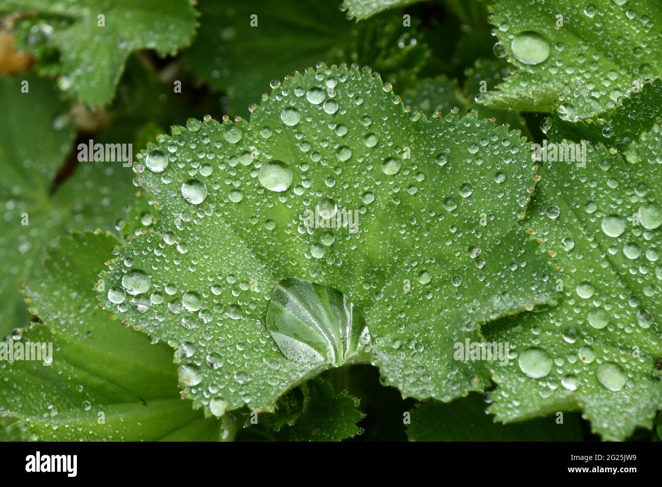 Alchemilla mollis, lady's-Mantle, plante vivace herbacée, recouverte de gouttes de pluie dans un jardin Somerset.UK Banque D'Images