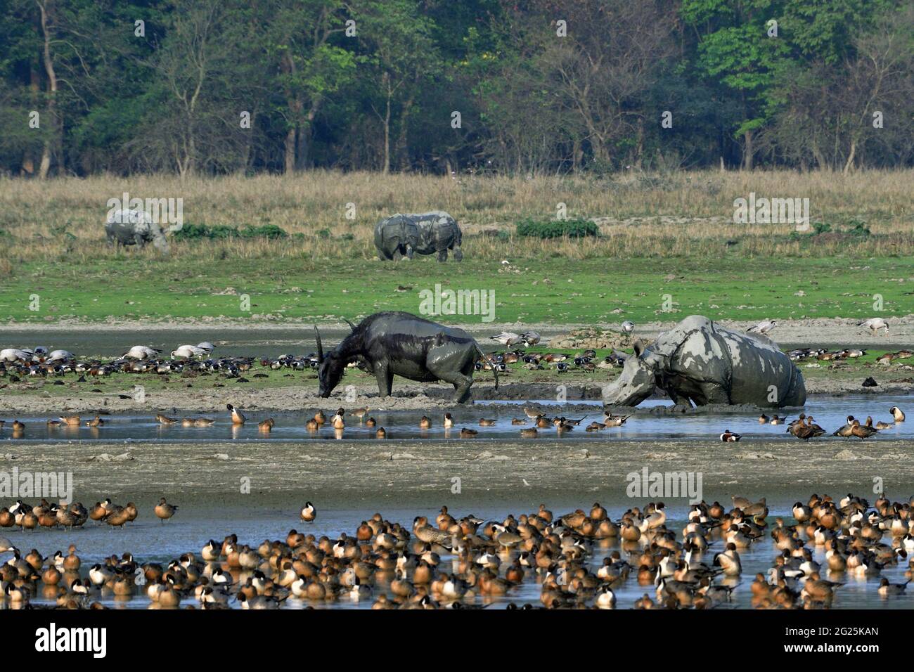 Vue sur le sanctuaire de la faune de Pobitora avec le Buffalo aquatique asiatique, le rhinocéros de Greater One Horned et différentes espèces d'oiseaux migrateurs Banque D'Images