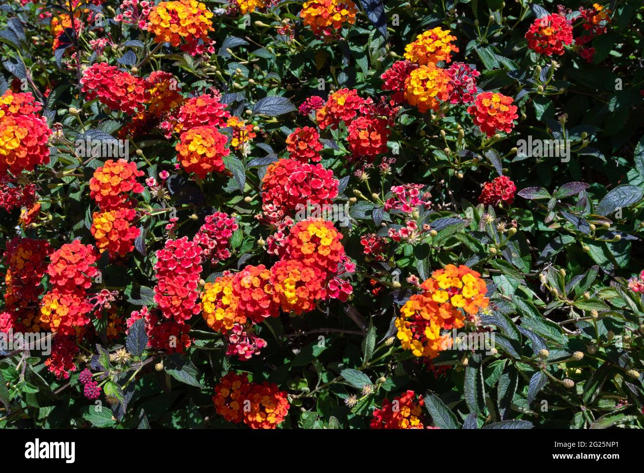 bush aux fleurs colorées Banque D'Images