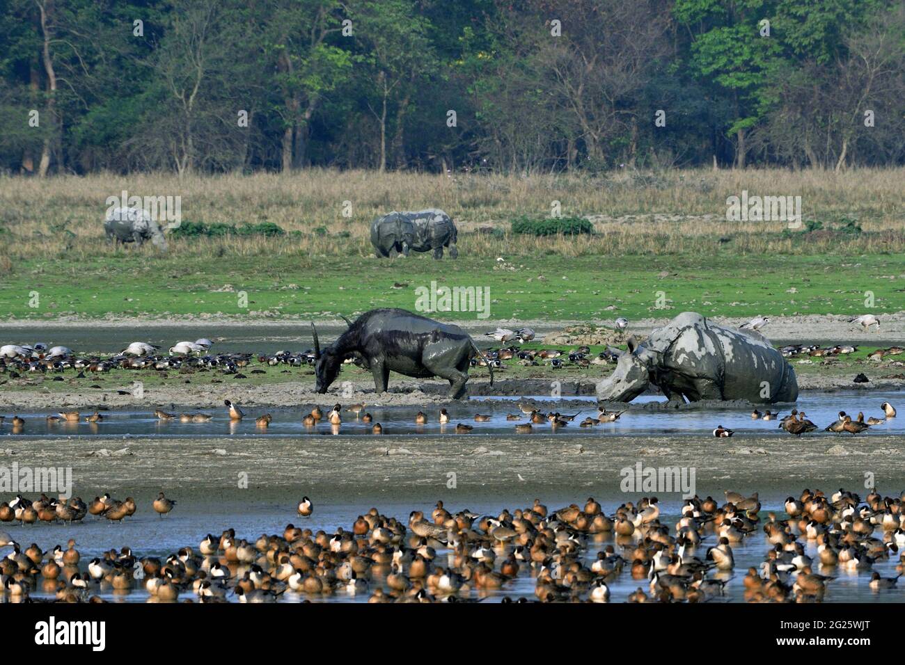 Vue sur le sanctuaire de la faune de Pobitora avec le Buffalo aquatique asiatique, le rhinocéros de Greater One Horned et différentes espèces d'oiseaux migrateurs Banque D'Images