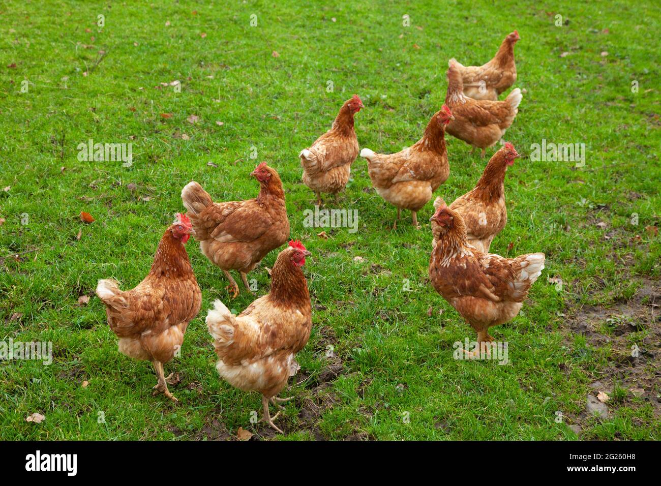Un groupe de poulets debout sur l'herbe verte luxuriante Banque D'Images