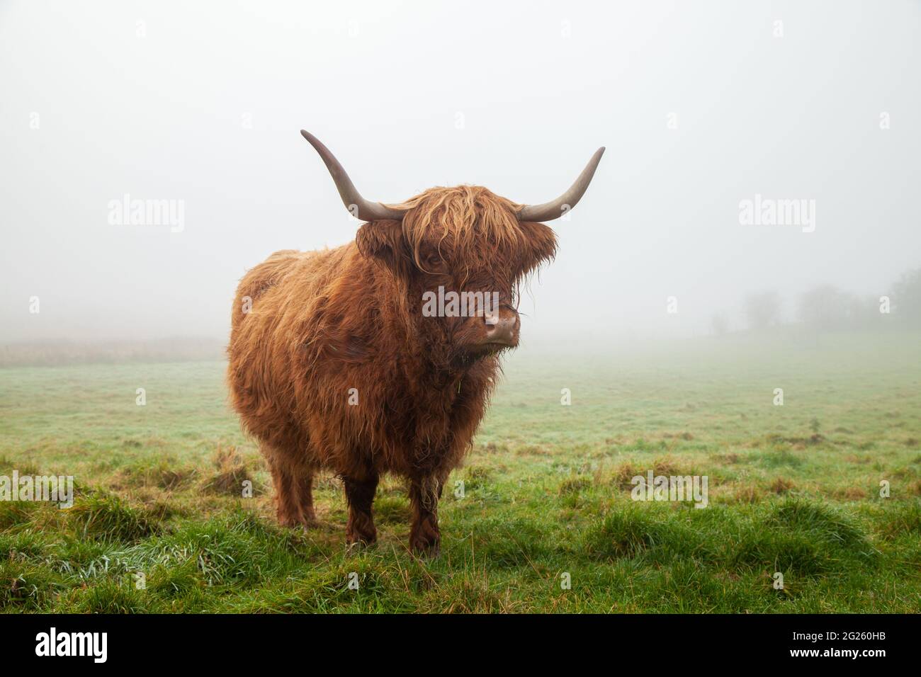 Portrait d'un Scottish Highland Cow debout dans une misty champ Banque D'Images