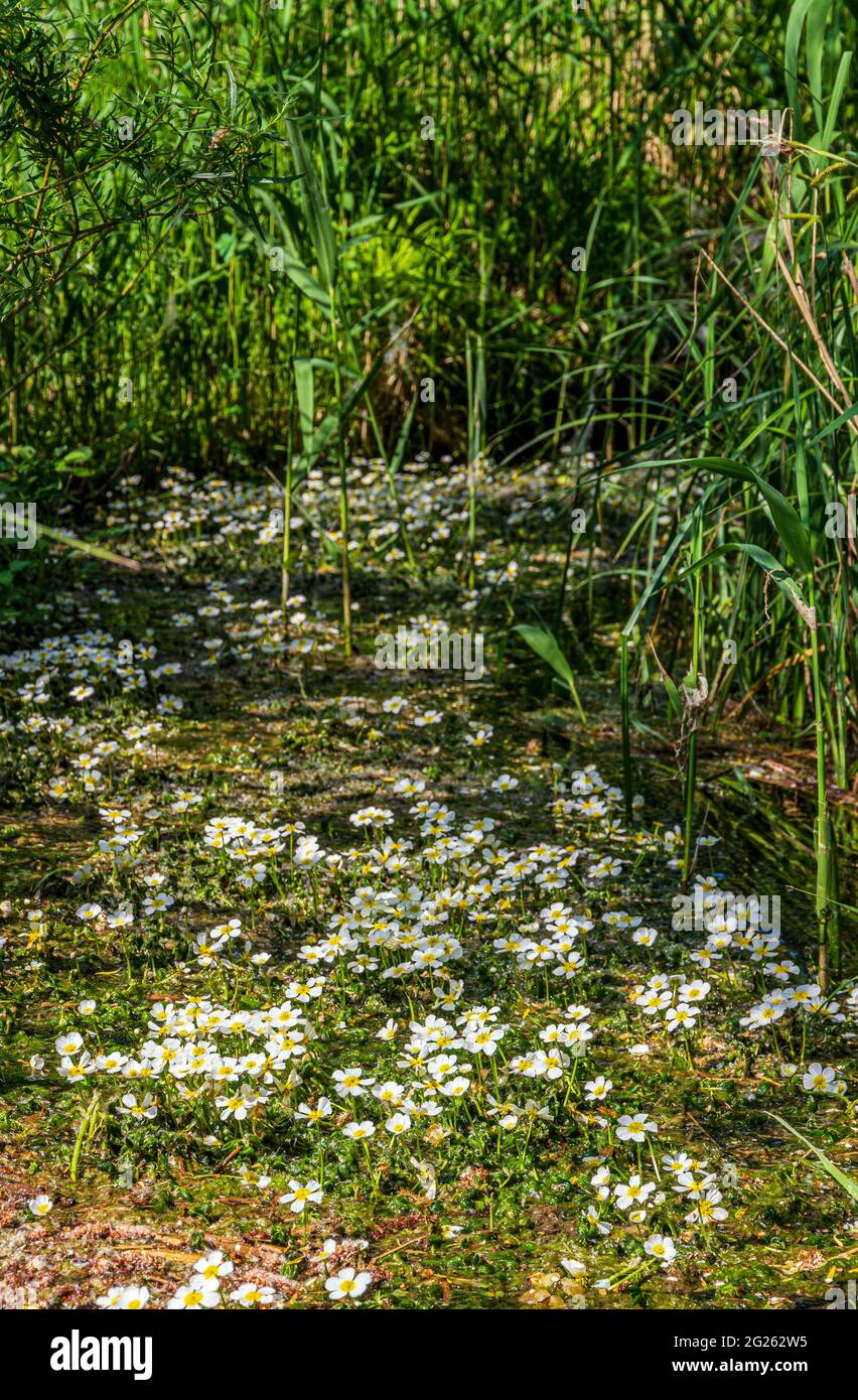 Fowlmere à pied de biche Banque D'Images