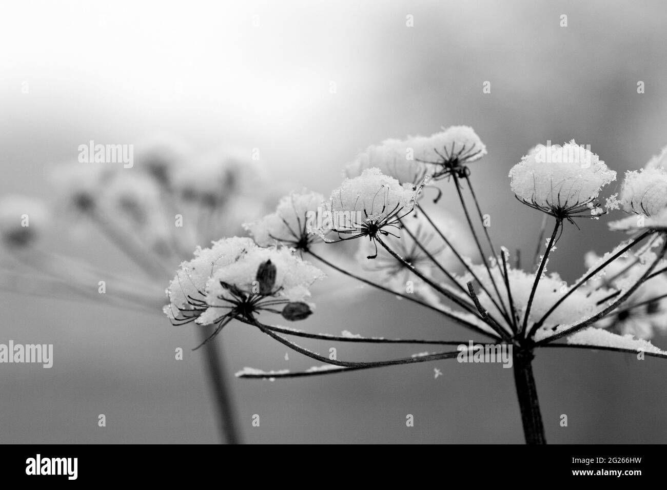 La neige forme de petites calottes de neige sur une tige de fleur séchée. Banque D'Images