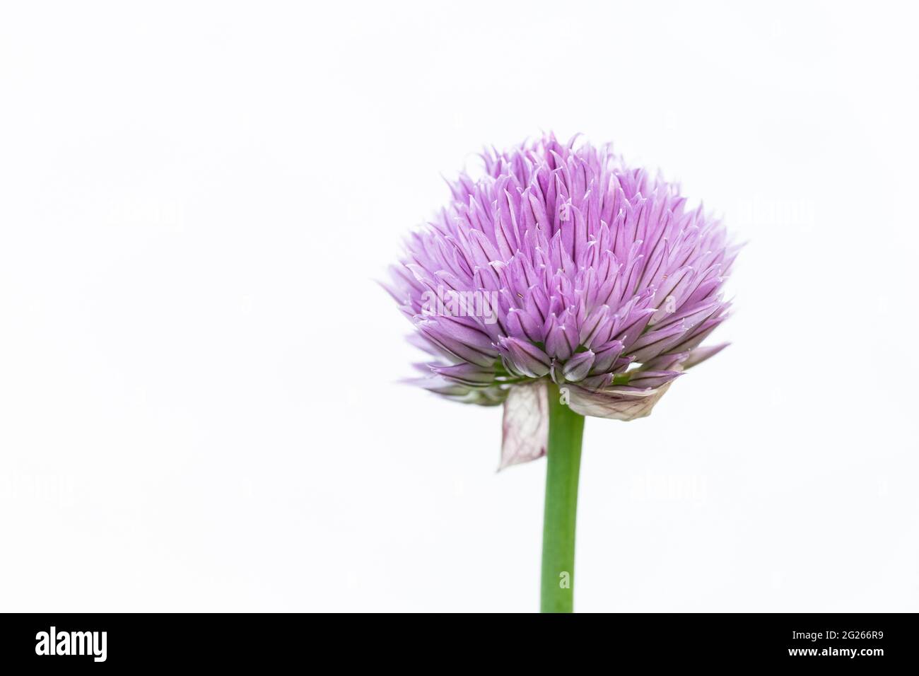 La ciboulette s'épanouissent sur fond blanc Banque D'Images