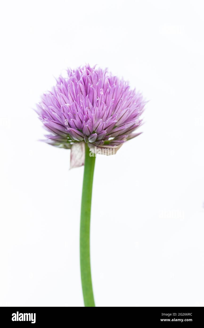 La ciboulette s'épanouissent sur fond blanc Banque D'Images