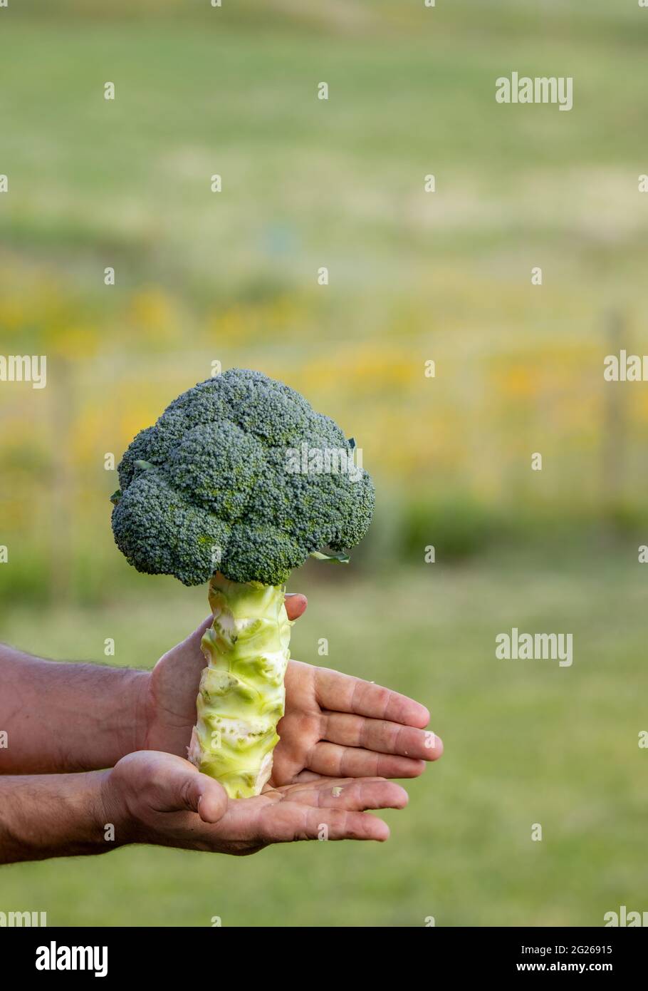 Main tenant le brocoli, sain, biologique, vert, légume hors du jardin. Banque D'Images