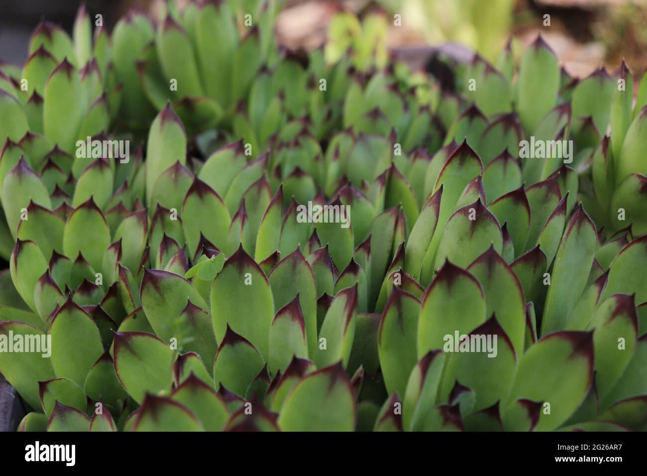 Commun Houseleek Susupulent lat. Sempervivum tectorum Banque D'Images