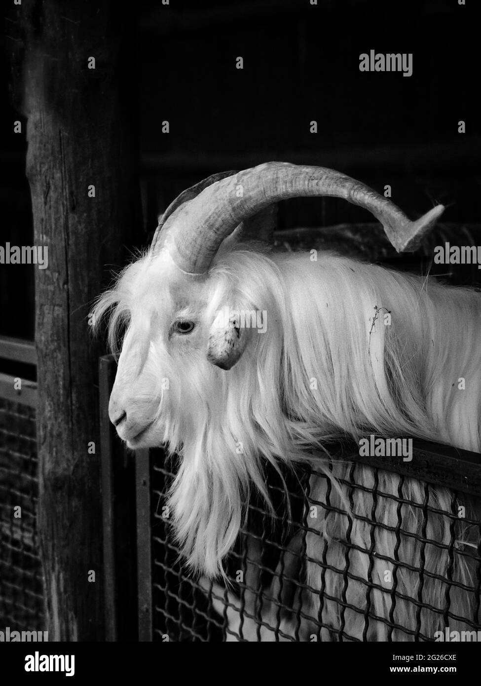 Plan vertical en niveaux de gris d'une chèvre blanche penchée sur la porte en treillis d'une barre Banque D'Images