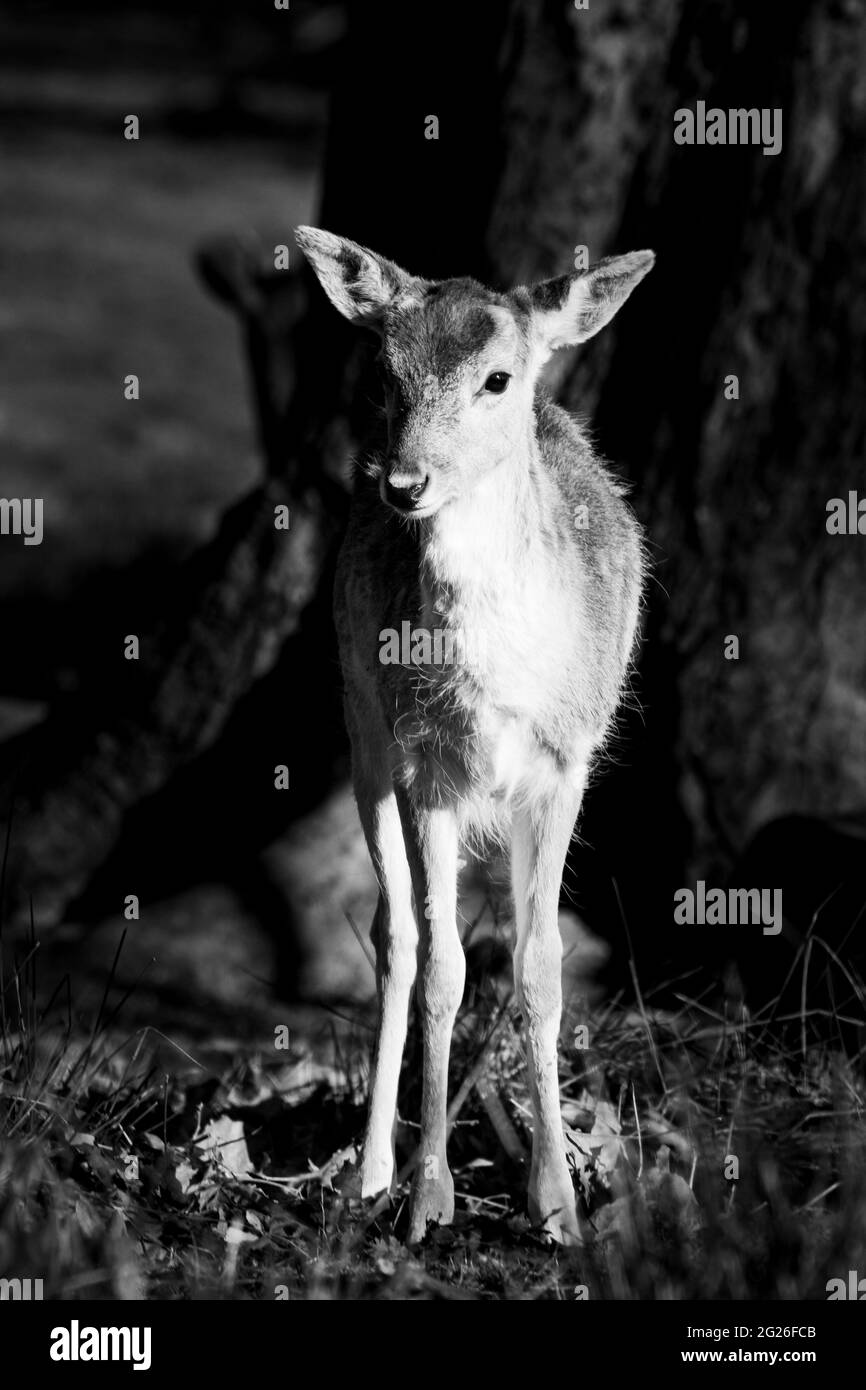Un gros plan noir et blanc d'un faun innocent qui profite de la vie dans le parc de Richmond, Londres Banque D'Images