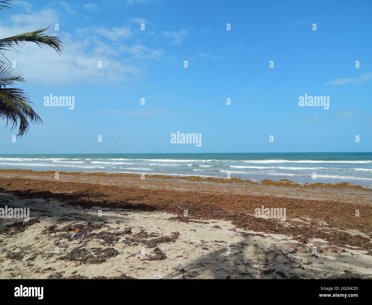 Manzanilla Mayaro Trinidad Algues Sargassum Sur Les Plages De manzanilla-mayaro-trinidad-algues-sargassum-sur-les-plages-de