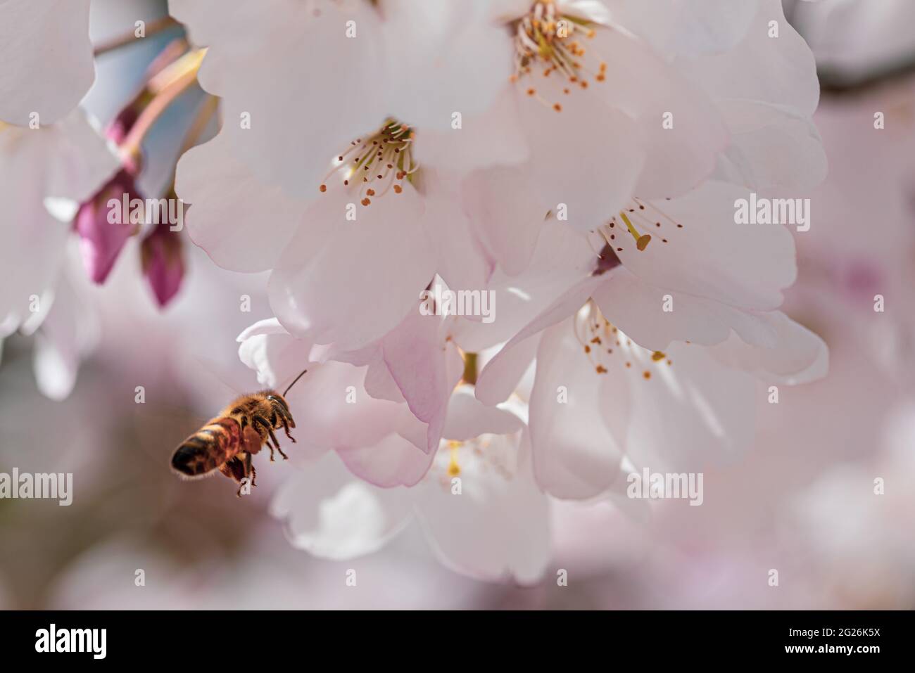 Fleurs d'abeilles et de cerisiers Banque D'Images