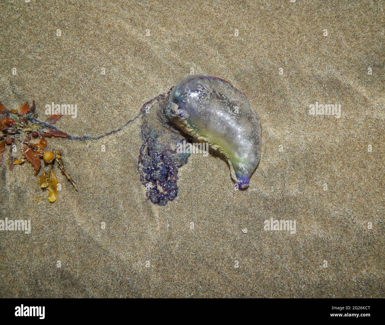 Un homme de guerre portugais ou Physalia physalis sur la plage de Manzanilla, Trinidad. Banque D'Images