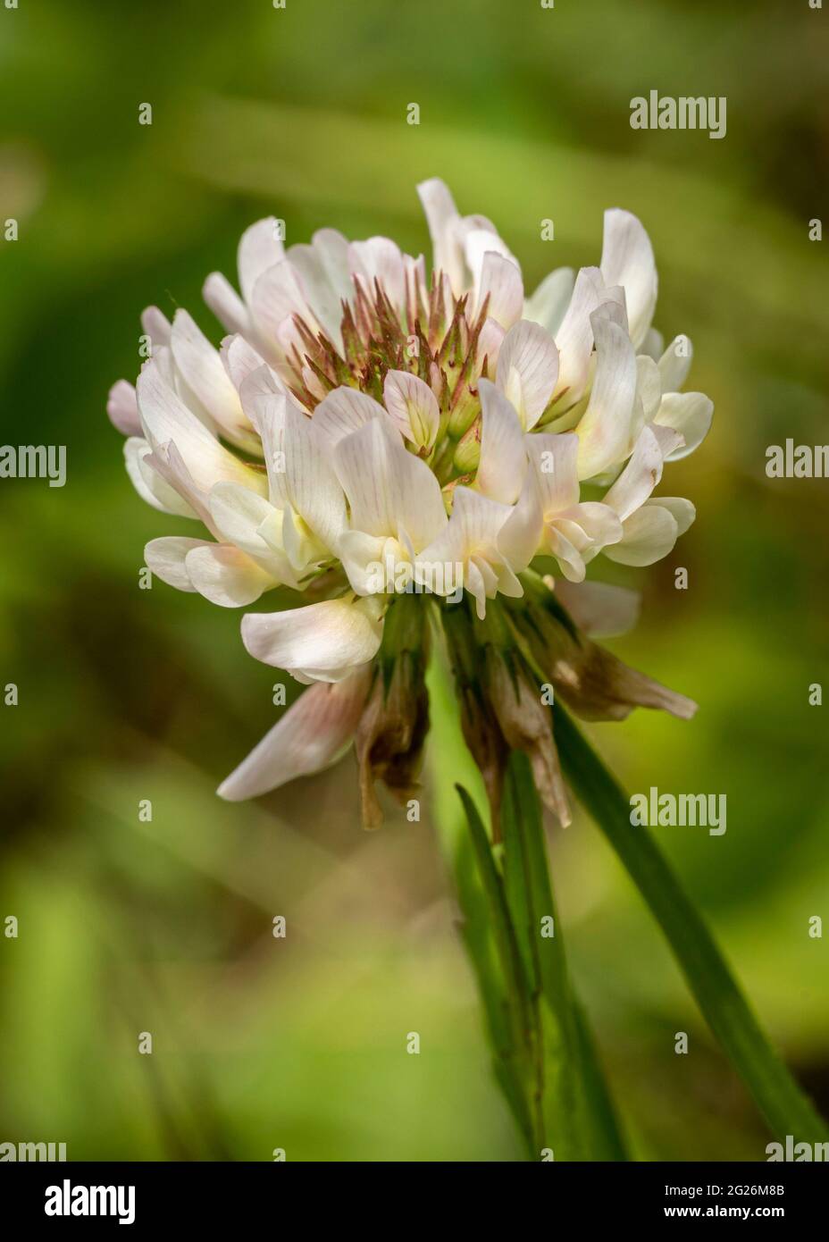 Trifolium repens, le trèfle blanc, est une plante vivace herbacée et est l'un des types de trèfle les plus cultivés dans le monde. Banque D'Images