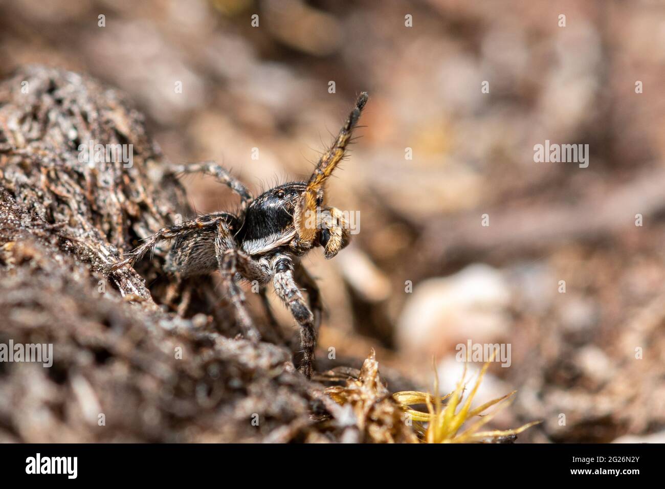 Araignée sauteuse mâle (Aelurillus v-insignitus) dans la posture d'exposition de vaisseau sur la lande de Surrey, Royaume-Uni Banque D'Images