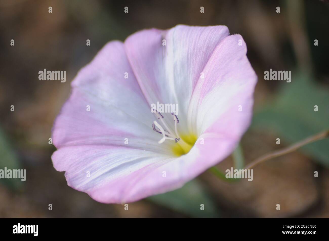 Fleur de gloire du matin Ipomoea poussant sur la pelouse Banque D'Images