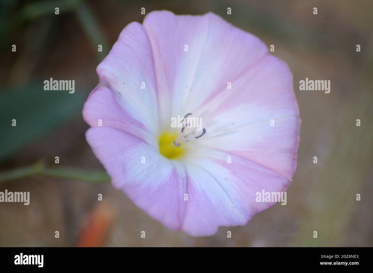 Fleur de gloire du matin Ipomoea poussant sur la pelouse Banque D'Images
