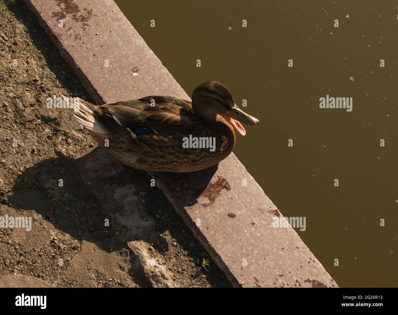 Un canard perturbé siffle et exprime l'agression. Le canard rabats ses ailes et étire son cou, essayant de se défendre. Banque D'Images