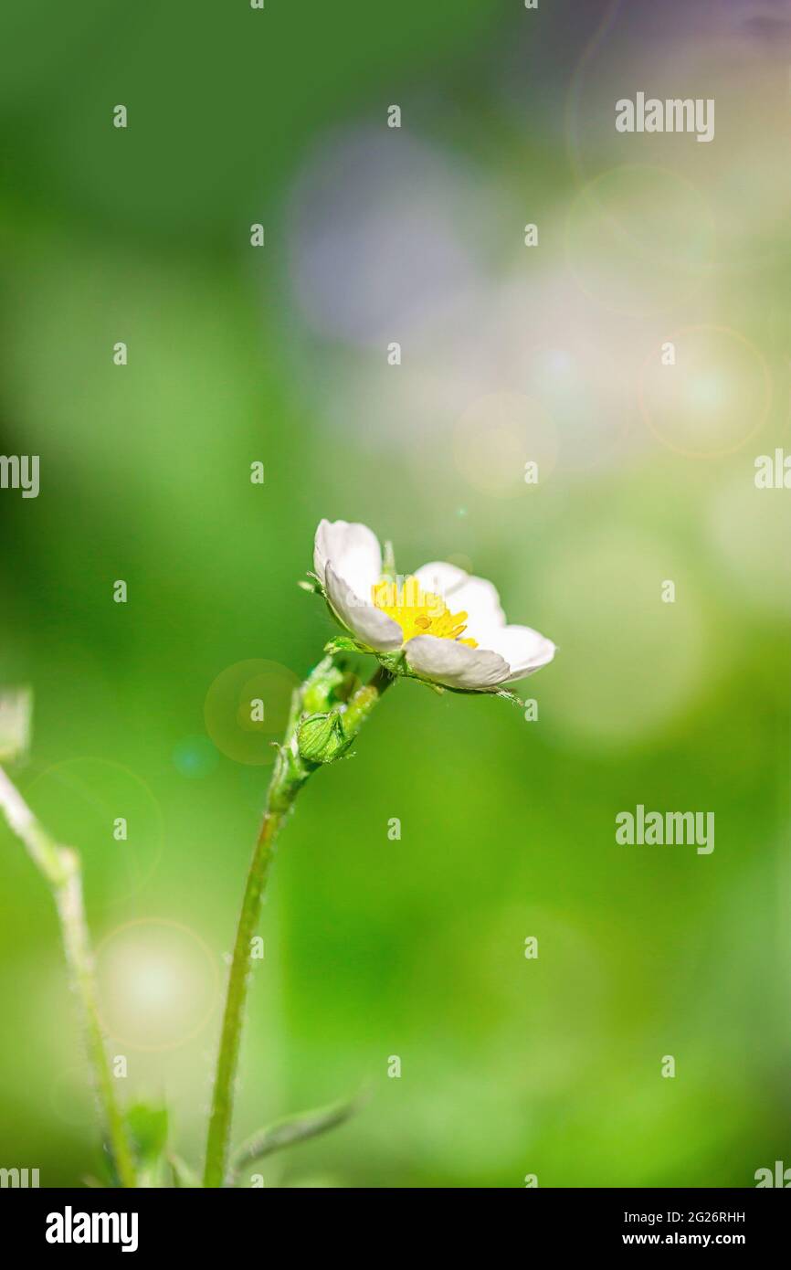 Fleurs sauvages de fraise sur fond vert naturel, espace de copie Banque D'Images