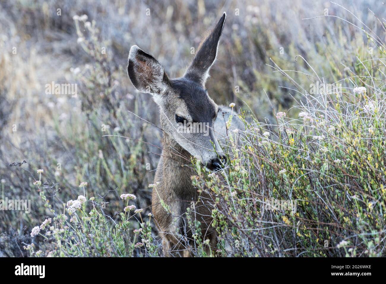 Jeune Mule Deer mangeant des fleurs sauvages à Rocky Peak Park dans les montagnes Santa Susana près de Los Angeles et de Simi Valley, Californie. Banque D'Images