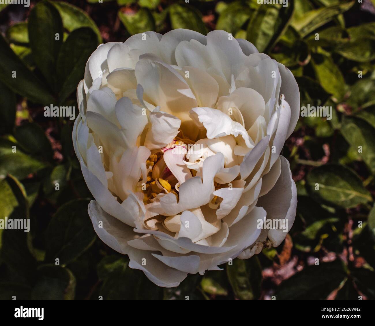 Une pivoine fleurira dans la lumière du soleil de l'été Banque D'Images