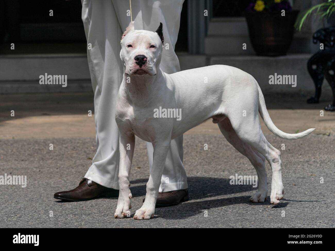 Tarrytown, États-Unis. 08 juin 2021. Nouveau chien de race Dogo Argentino vu lors de la démonstration au 145e spectacle annuel de chiens du club de chenil de Westminster Aperçu de la presse au domaine de Lyndhurst à Tarrytown le 8 juin 2021. Le spectacle canin annuel du Westminster Kennel Club a été annulé en 2020 en raison de la pandémie COVID-19 et a déménagé cette année dans des espaces ouverts au domaine de Lyndhurst, à l'extérieur de New York. (Photo de Lev Radin/Sipa USA) crédit: SIPA USA/Alay Live News Banque D'Images