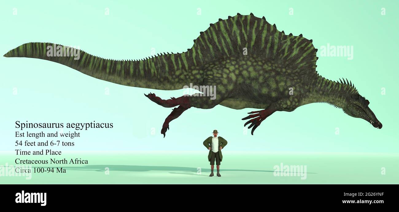 Spinosaurus dans une posture de natation par rapport à un homme humain pour référence de taille. Banque D'Images