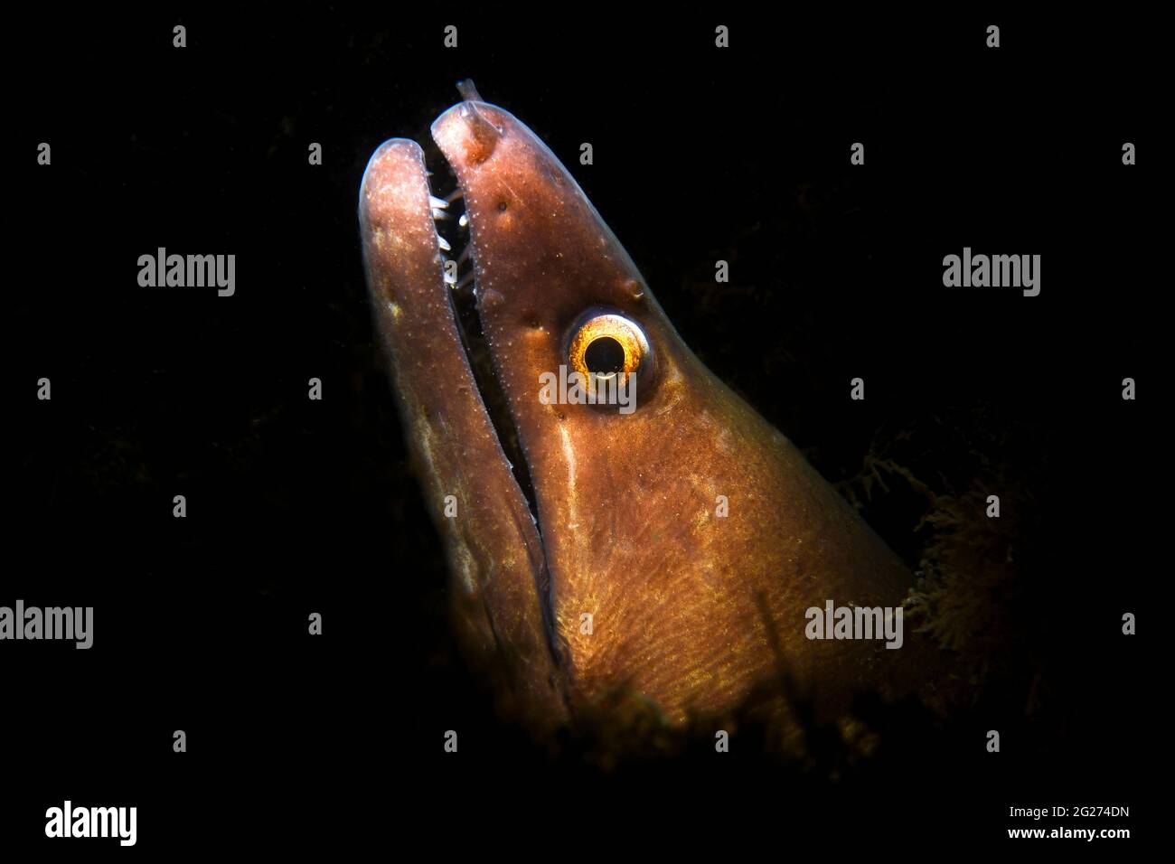 Tête d'une anguille de moray (Gymnothorax miliaris). Banque D'Images