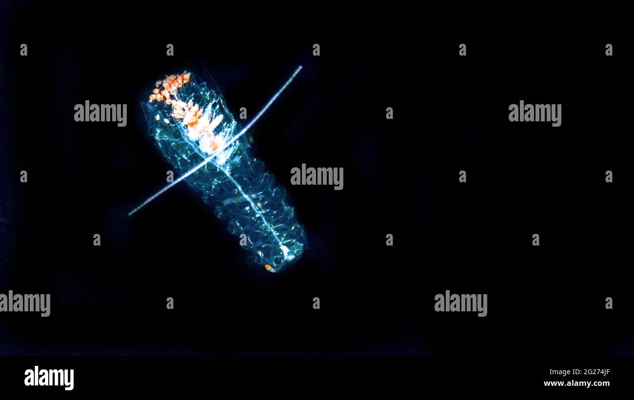 Siphonophore, Forskalia sp., fond noir. Banque D'Images