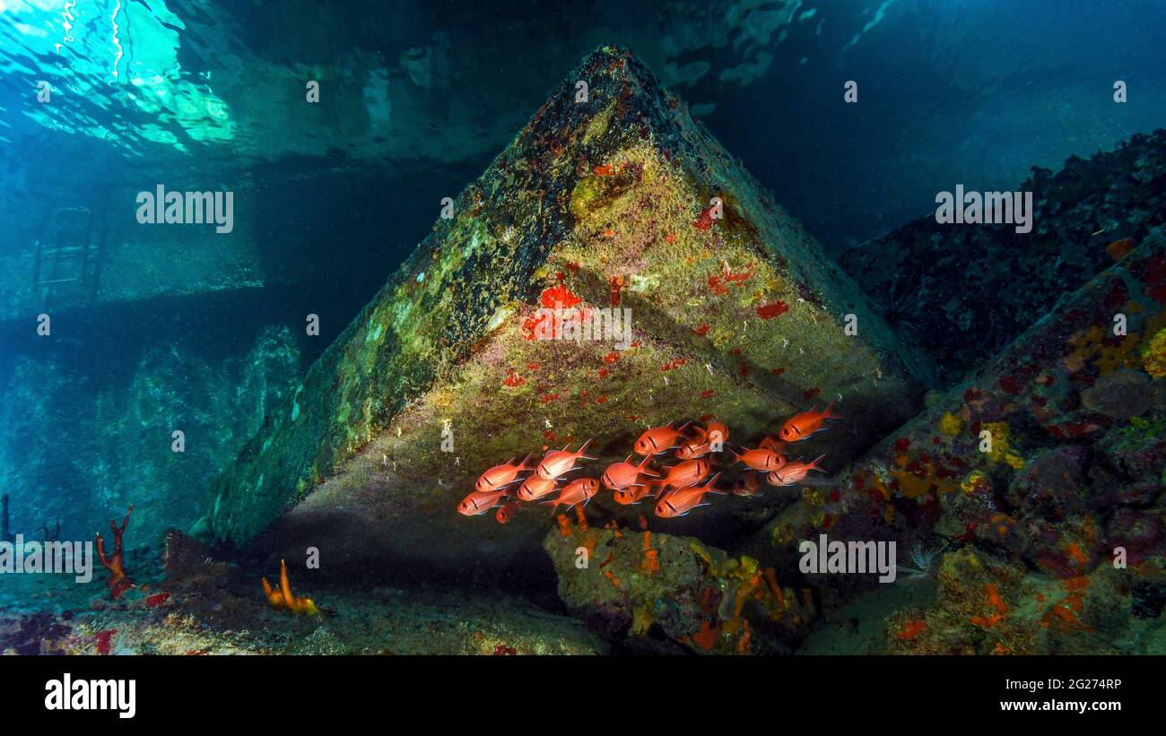 Une école d'écureuils (Holocentrus rufus) sous la jetée de Sainte Croix. Banque D'Images