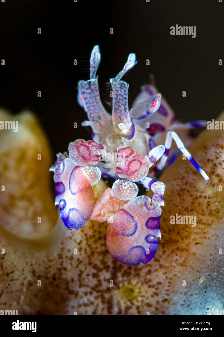 Vue de face d'une crevette d'arlequin (Hymenocera elegans), Tulamben, Bali, Indonésie. Banque D'Images